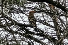 RemasterDirector_18da6b0cf