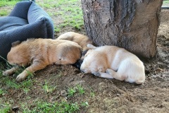 RemasterDirector_18da6b0cf