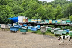 RemasterDirector_18da6b0cf