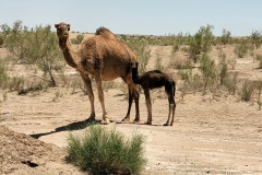 RemasterDirector_18da6b0cf