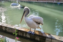 RemasterDirector_18da6b0cf