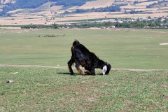 RemasterDirector_18da6b0cf