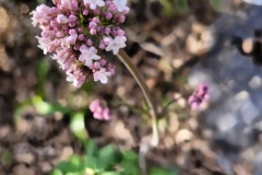 RemasterDirector_18da6b0cf